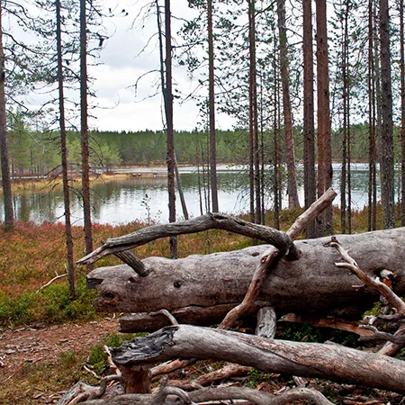 Hossan kansallispuiston järvi ja metsämaisema Suomussalmella Kainuussa