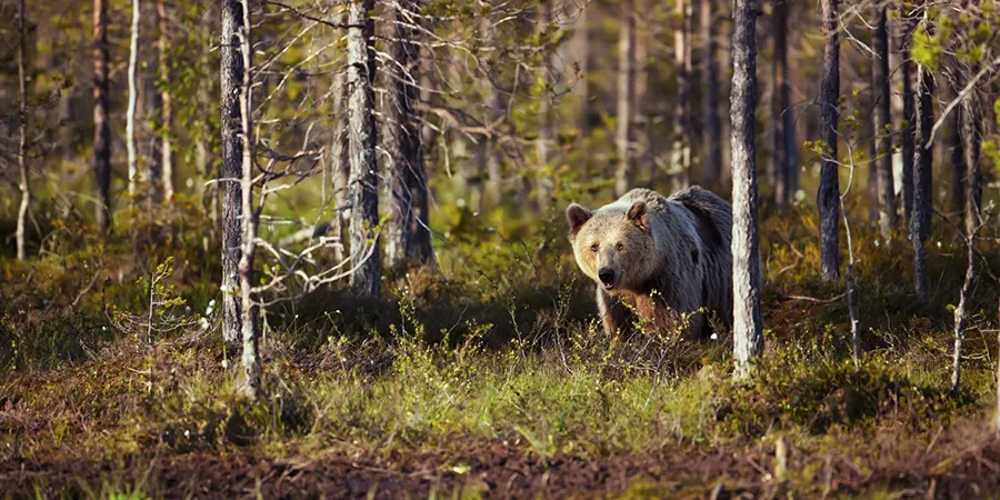 Karhu Hossan kansallispuiston metsässä Kainuussa
