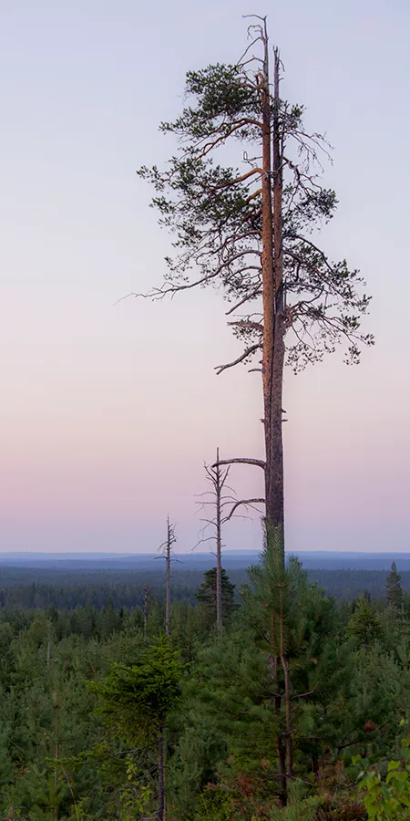 Hossan kansallispuisto kesällä