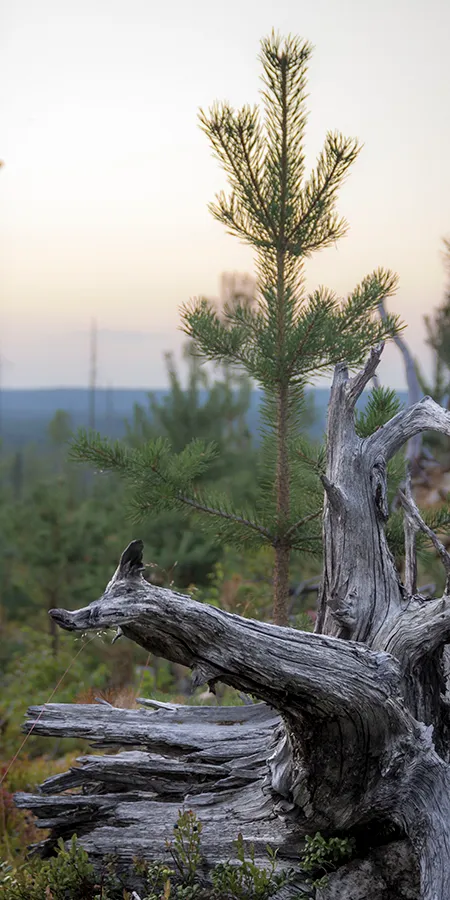 Nuori mänty ja keloutunut puu Hossan kansallispuiston metsässä Kainuussa