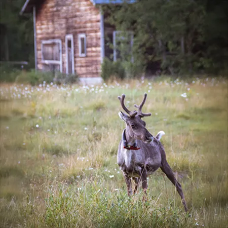 Poro piipahtamassa Vainölän pihalla Hossassa